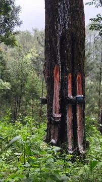 Pine Tree Resin Tapping Process in Natural Forest with Traditional Method S.. Stock Photos