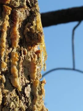 Pine tree resin on the trunk. The drops of resin flow down on the bark Stock Photos