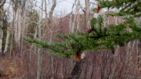Pine Tree Reveal to Aspens Video stock 39884418