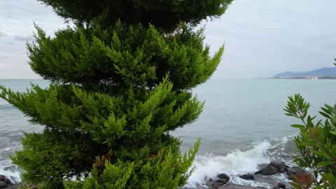 Pine Tree Reveal to Rocky Coast and Stormy Sea Stock Footage 346640708