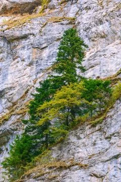 Pine tree in Rhodope Mountains Stock Photos