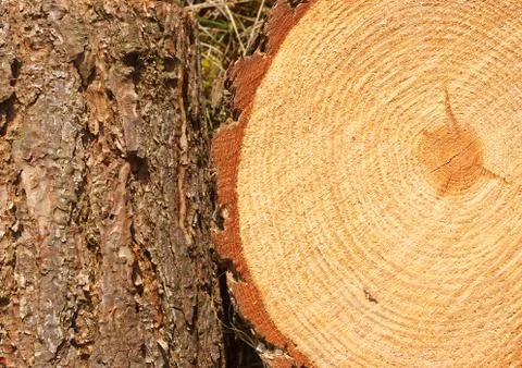 Pine tree rings and trunk Stock Photos