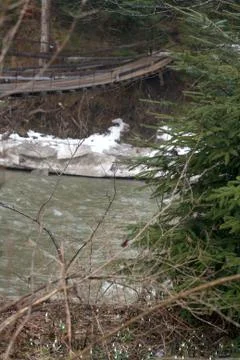 Pine tree on riverside Stock Photos