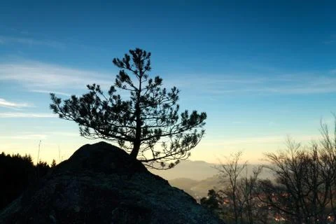 Pine tree on rock at sunset Stock Photos