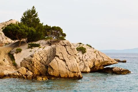 Pine tree on the rocky beach in brela, croatia Stock Photos