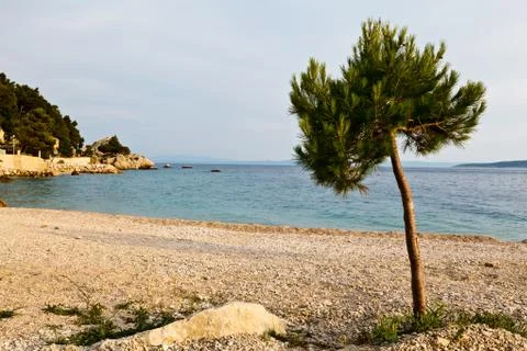 Pine tree on the rocky beach in brela, croatia Stock Photos