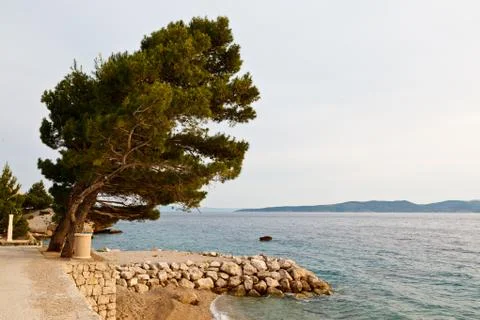 Pine tree on the rocky beach in brela, croatia Stock Photos