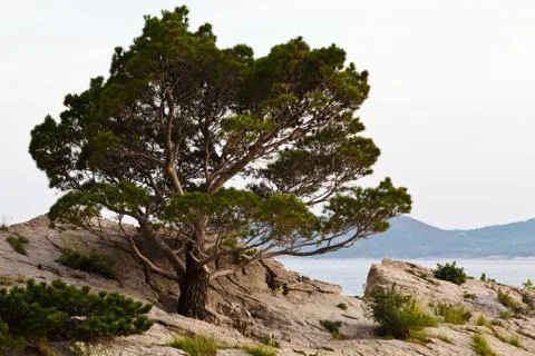 Pine tree on the rocky beach in brela, croatia Stock Photos