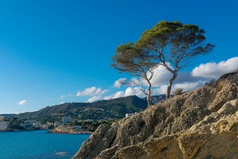 Pine tree on rocky cliff above turquoise sea in Peguera Stock Photos