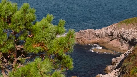 Pine Tree With Rocky Coastline And Blue Sea In The Background In Summer 動画素材 317745437