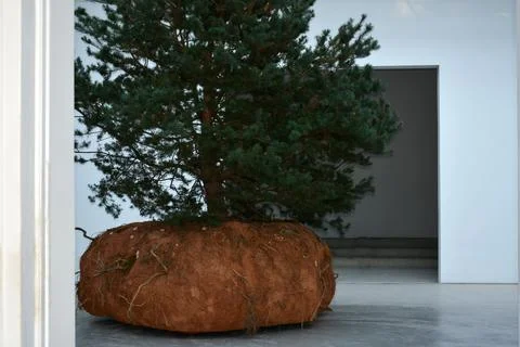 Pine tree with roots and earth as an office decoration installation Stock Photos