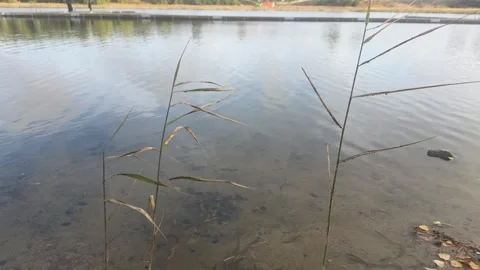 Pine Tree Roots and Lake Stock Footage 347745666