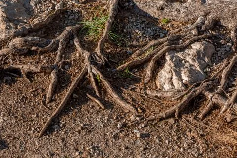 Pine tree roots close up on sunlight, focus on roots Stock Photos