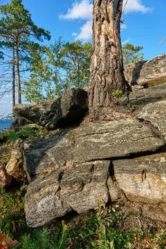 Pine tree with roots in granite Stock Photos