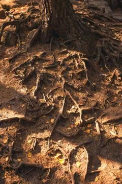 Pine tree roots on the ground shot. Stock Photos