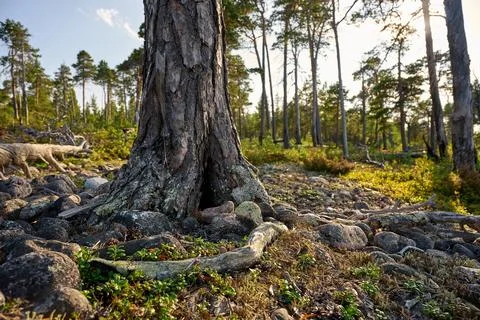 Pine tree with roots in stones Stock Photos