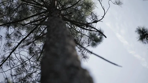 Pine tree with rotating camera Stock Footage 127137146