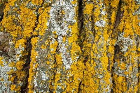 Pine tree rough Stock Photos