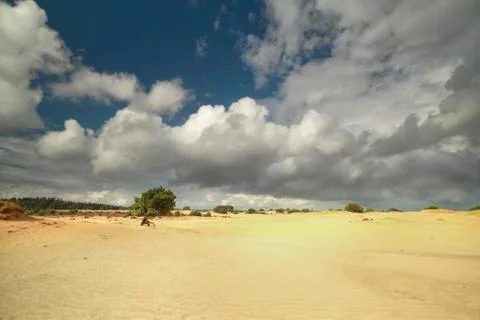 Pine tree on sand and stormy sky Stock Photos