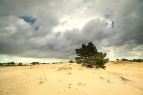 Pine tree on sand and stormy sky Stock Photos