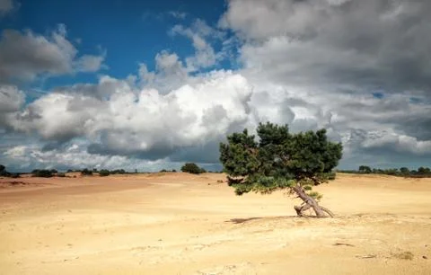 Pine tree on sand dune and stormy sky Stock Photos