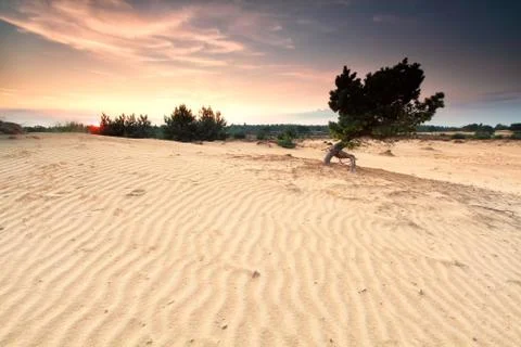 Pine tree on sand dune at susnet Stock Photos