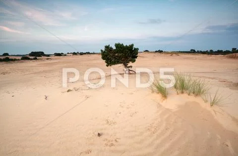 Pine tree on sand dunes at sunset Stock Photos