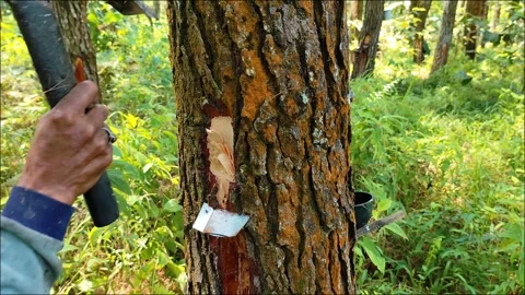 Pine Tree Sap Collection Stock Footage 291593658