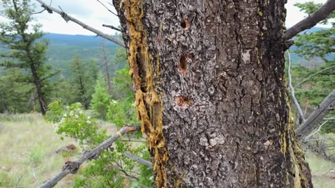 Pine Tree Sap in Montana Forest Stock Footage 332827539