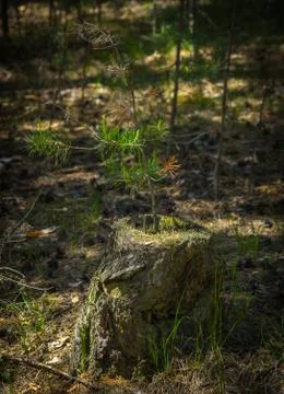 A pine tree sapling on an old stump lit with bright sun in the forest Stock Photos