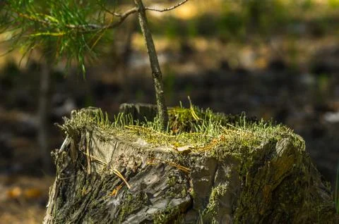 A pine tree sapling on an old stump lit with bright sun in the forest Stock Photos