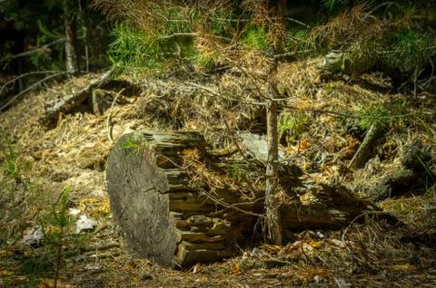A pine tree sapling by the old stump lit with bright sun in the forest Foto stock
