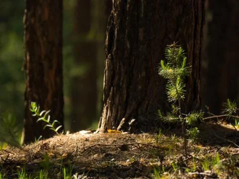 Pine tree saplings lit with bright sun in the forest Stock Photos