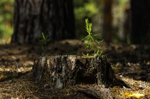 Pine tree saplings on an old stump lit with bright sun in the forest Stock Photos