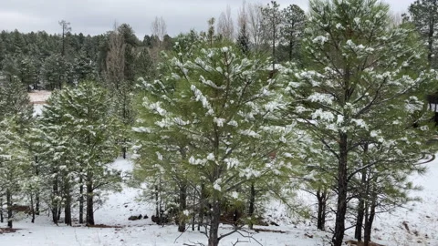 Pine tree saplings in the snow and breeze Stock Footage 144020748