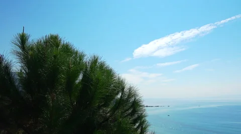 Pine tree at sea Video stock 68630594