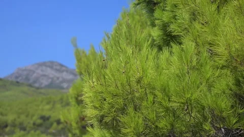 Pine tree by the sea with mountains in the background. Видео 343256656