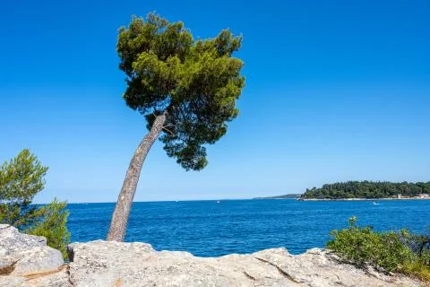 Pine tree by the sea Stock Photos