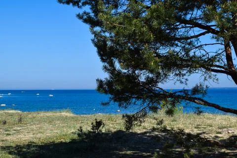Pine Tree on the Seashore Stock Photos