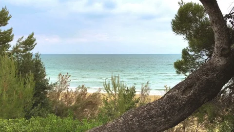 Pine Tree At The Seaside Video stock 127497094
