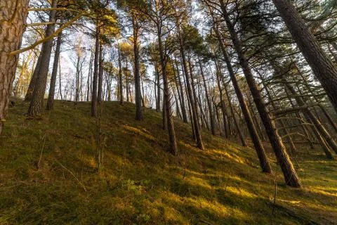 Pine tree seaside forest at sunset Foto stock
