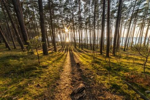 Pine tree seaside forest at sunset Foto stock
