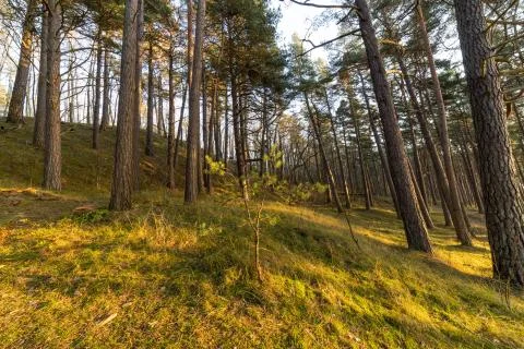 Pine tree seaside forest at sunset Foto stock
