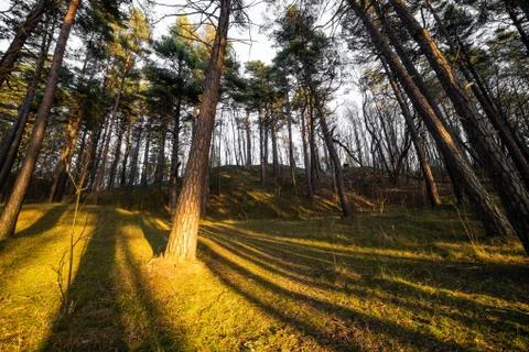 Pine tree seaside forest at sunset Foto stock