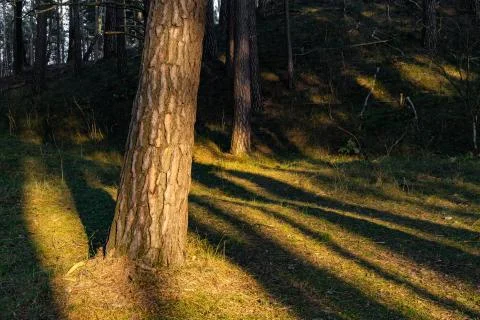 Pine tree seaside forest at sunset Foto stock