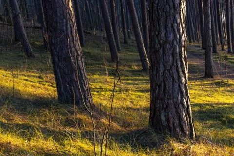 Pine tree seaside forest at sunset Foto stock
