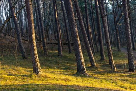 Pine tree seaside forest at sunset Foto stock