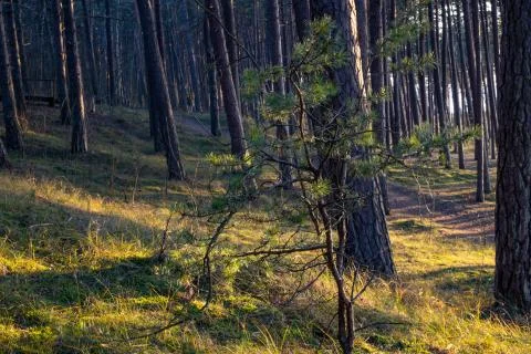 Pine tree seaside forest at sunset Foto stock