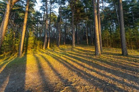 Pine tree seaside forest at sunset Foto stock