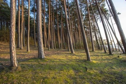 Pine tree seaside forest at sunset Foto stock